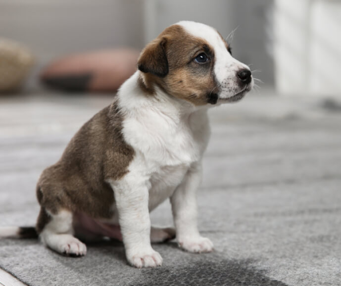 img - adorable-puppy-wet-spot-carpet-indoors